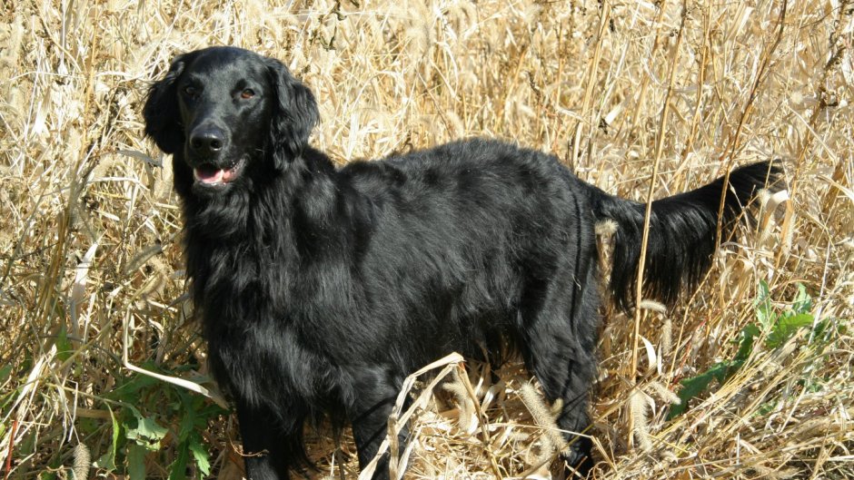 Кокер спаниель русский охотничий