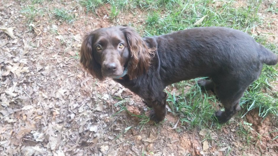 Сеттер Хутор