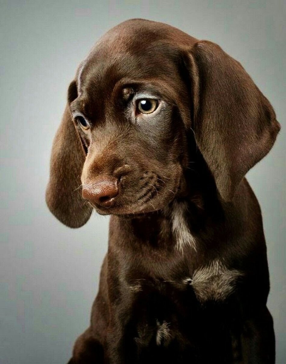 Порода собак немецкий Курцхаар