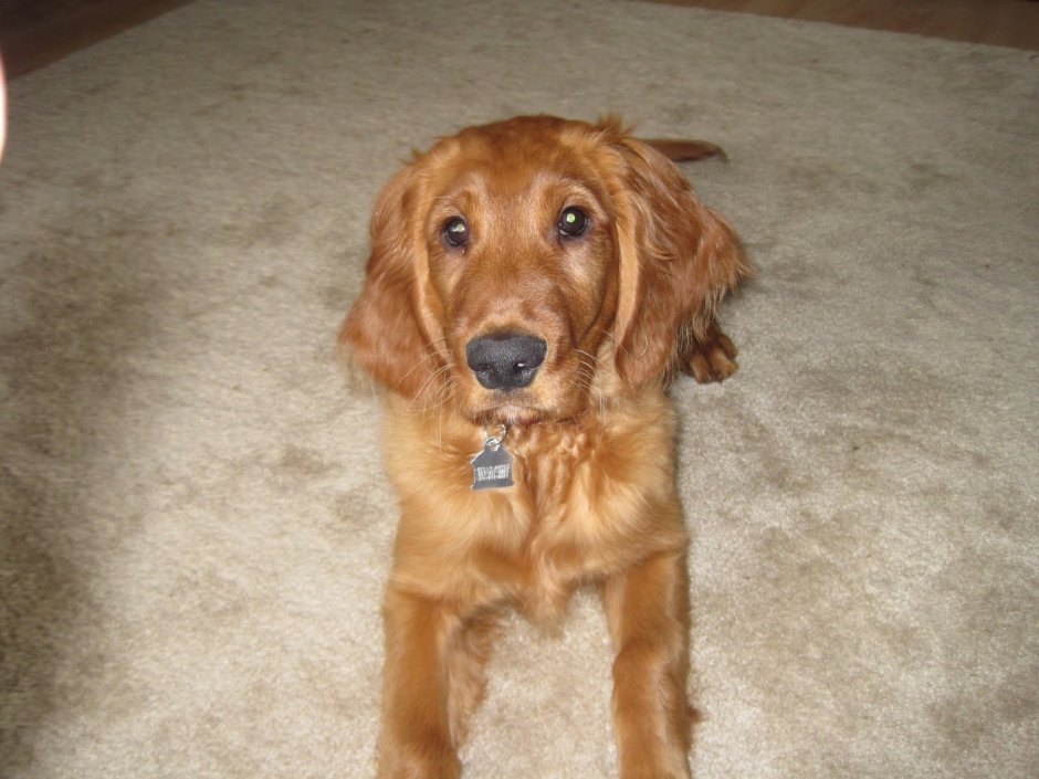 Лабрадор черный гладкошерстный