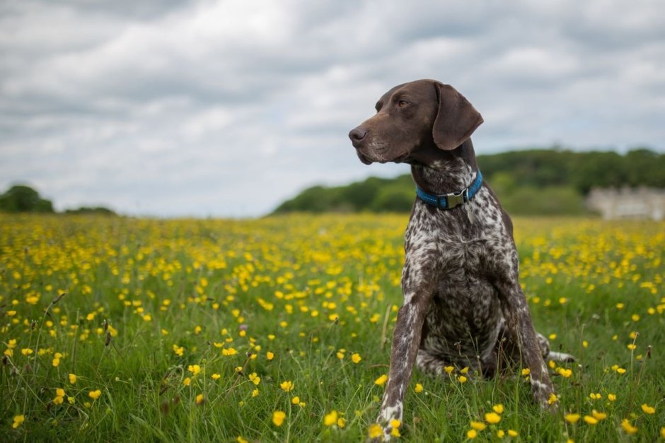 Венгерская выжла