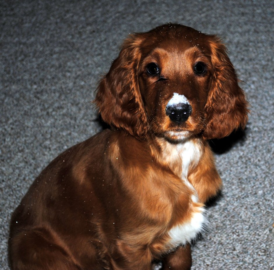 Ирландская порода легавых собак 6