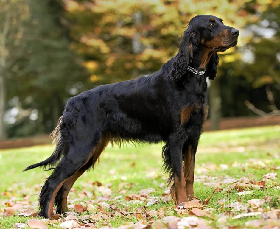 Ирландский красный сеттер легавые собаки