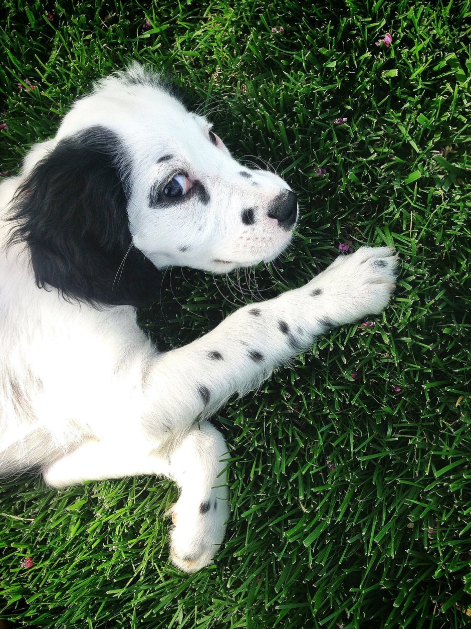 Ирландский сеттер золотистый