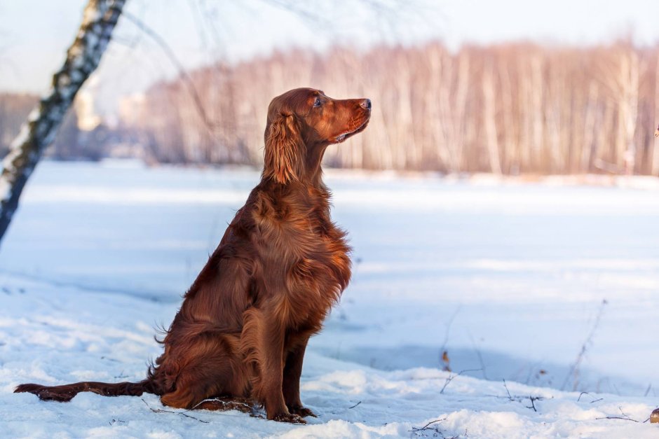 Ирландский кокер спаниель
