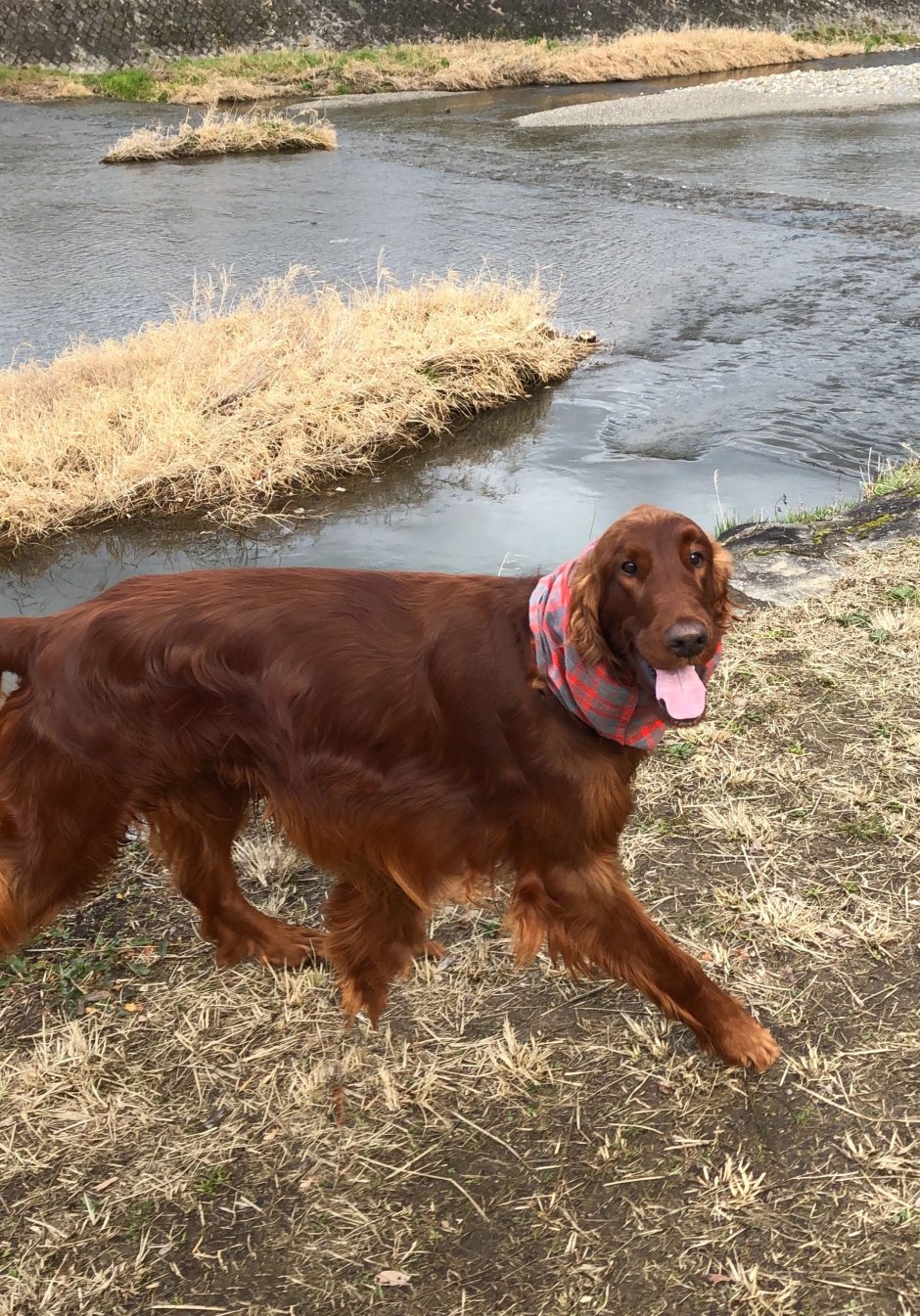 Гладкошерстный Пойнтер