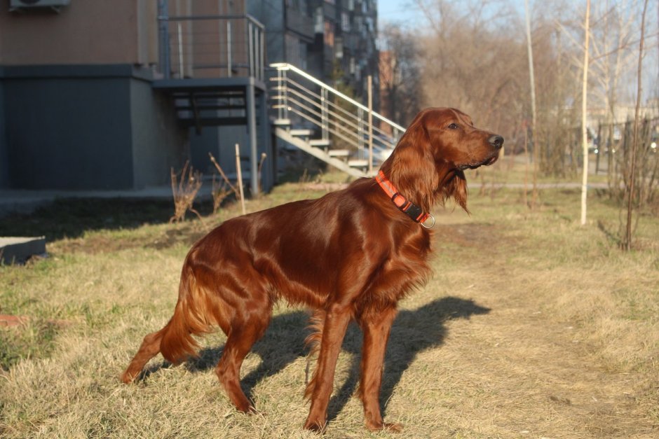 Сеттер Пойнтер Курцхаар коричневый