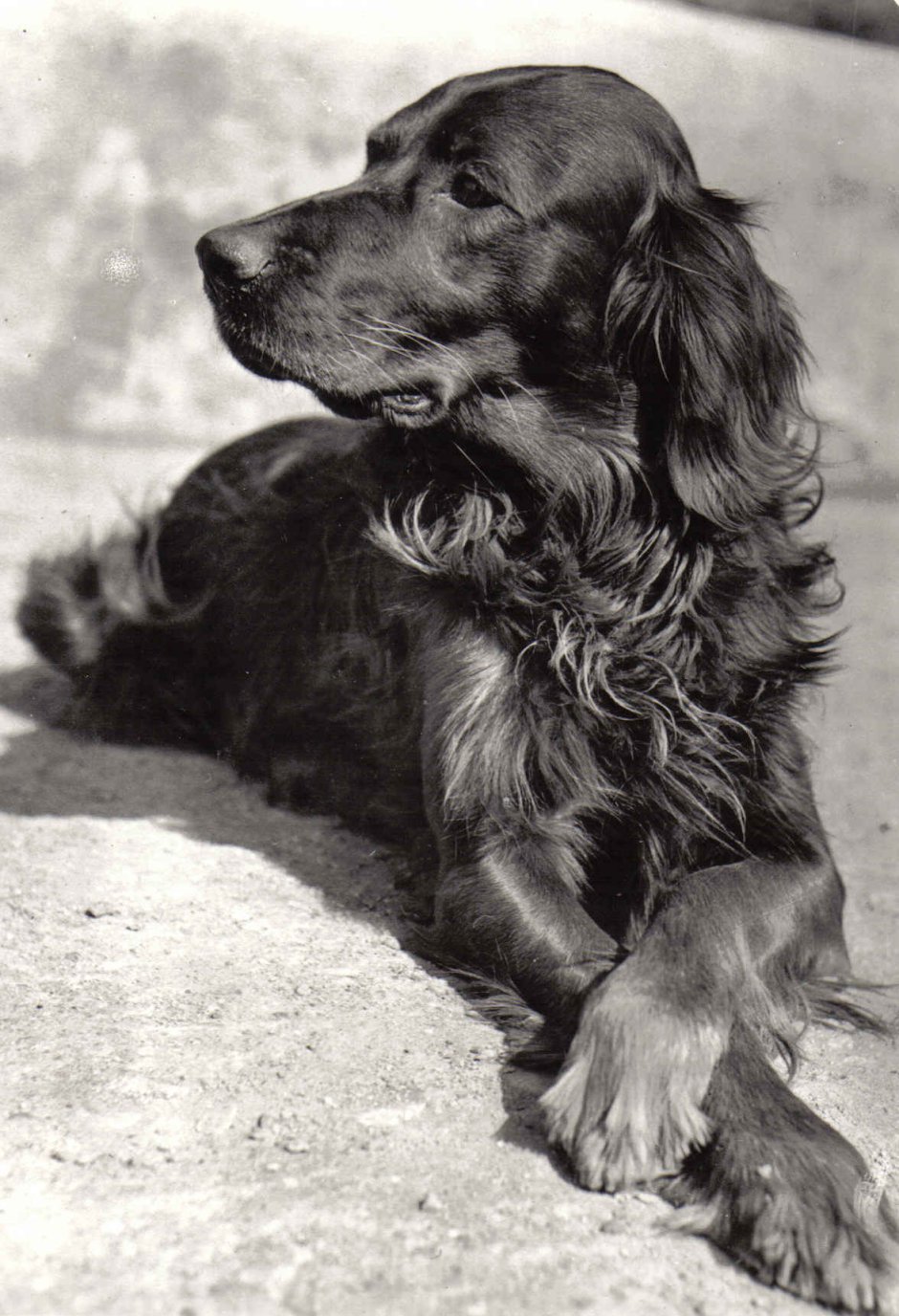 Ирландский сеттер