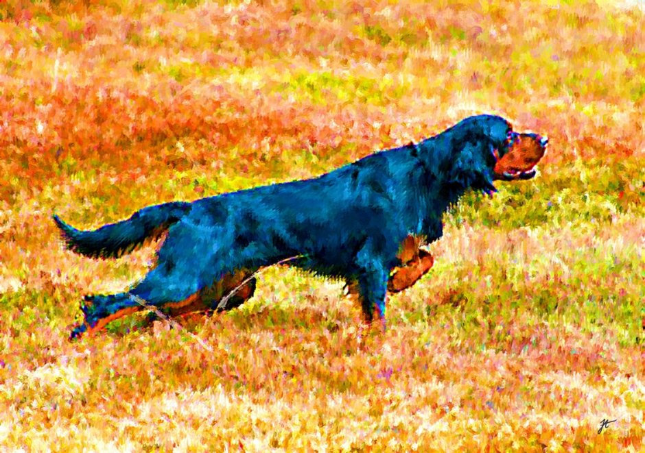 Ирландский сеттер гладкошерстный