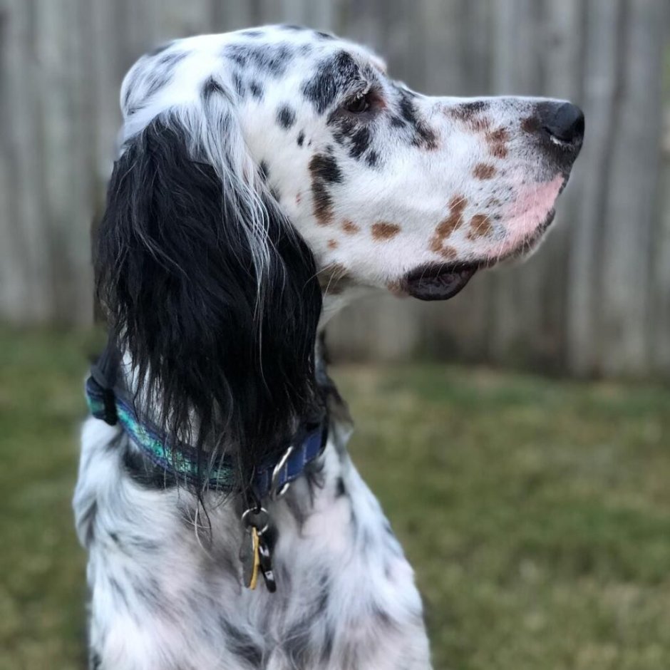 Сеттер длинношерстный черный