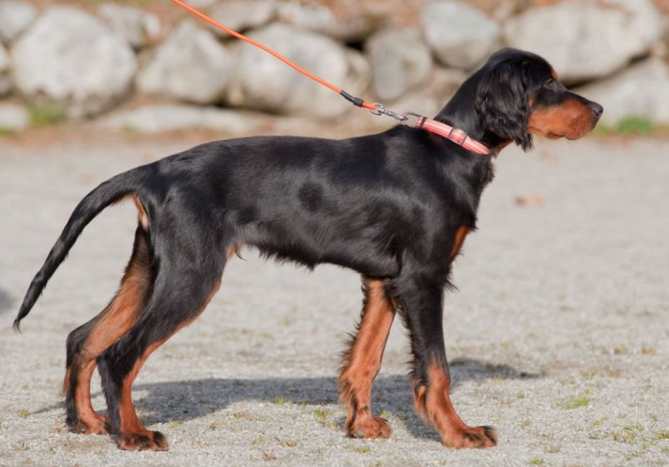 Русский охотничий спаниель гладкошерстный