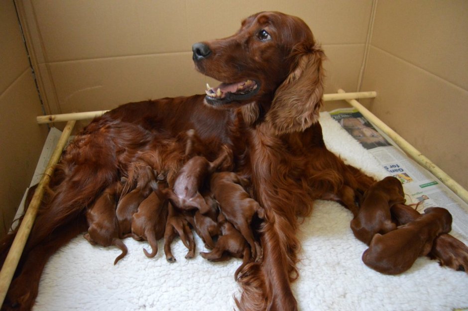 Ирландский сеттер белый