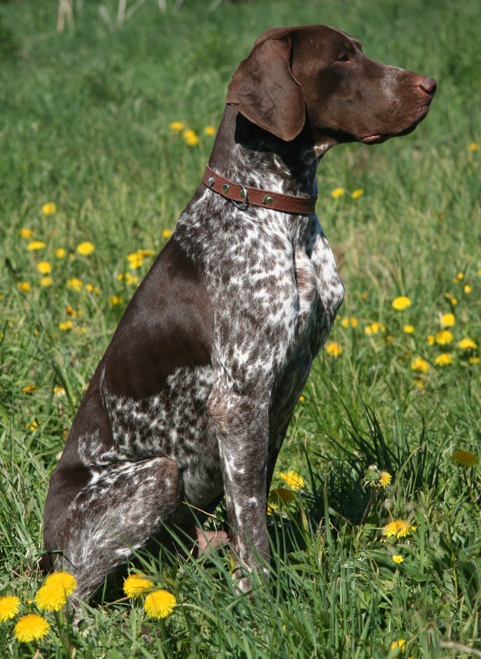 Пойнтер Курцхаар дратхаар