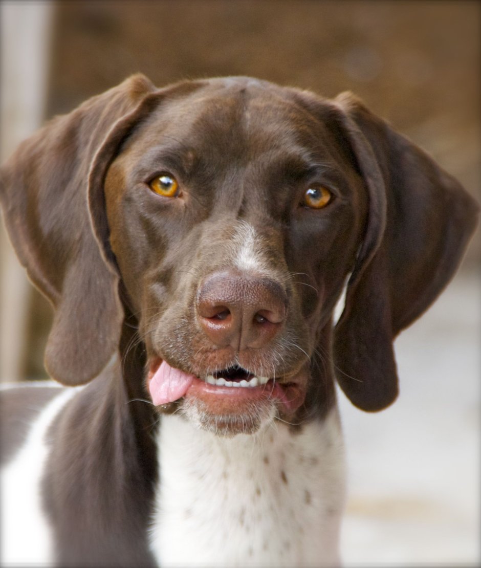 Курцхаар дратхаар Лангхаар