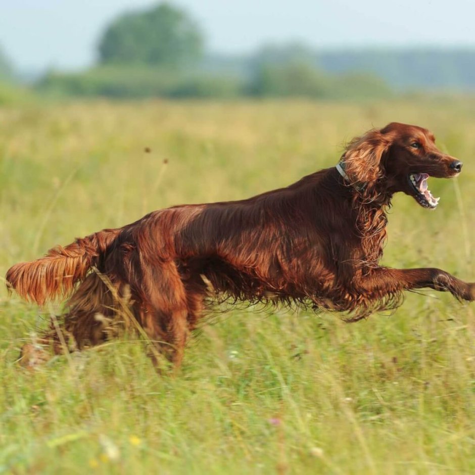 Лабрадор ретривер прямошерстный