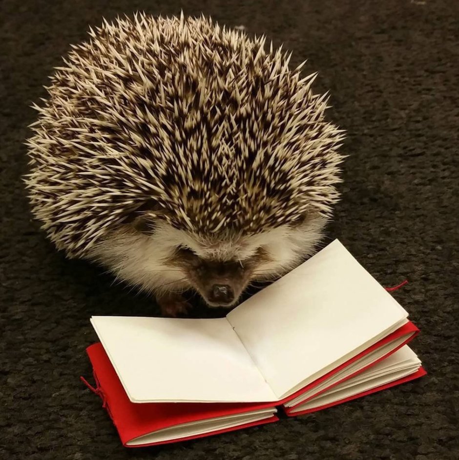Ежик с книжкой