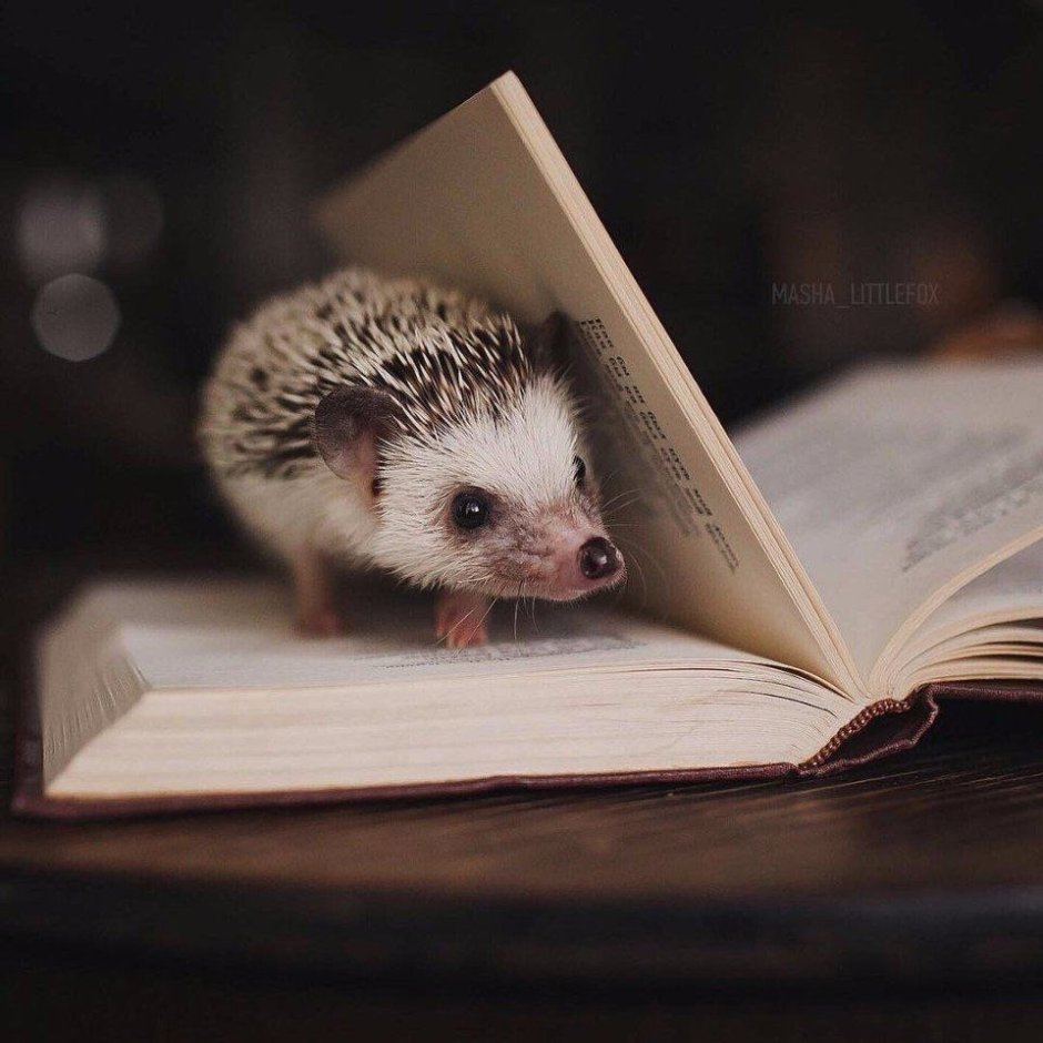 Еж с книгой