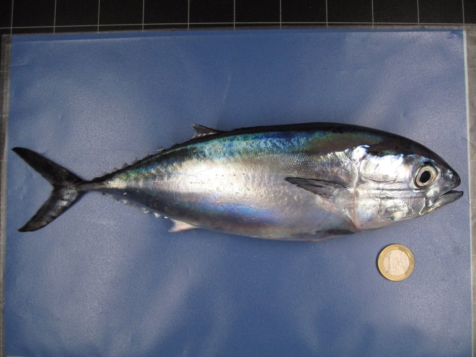 Тунец Bluefin