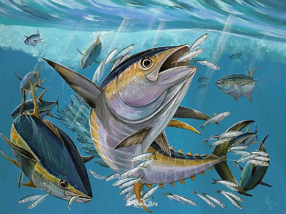 Морские рыбы рыбалка