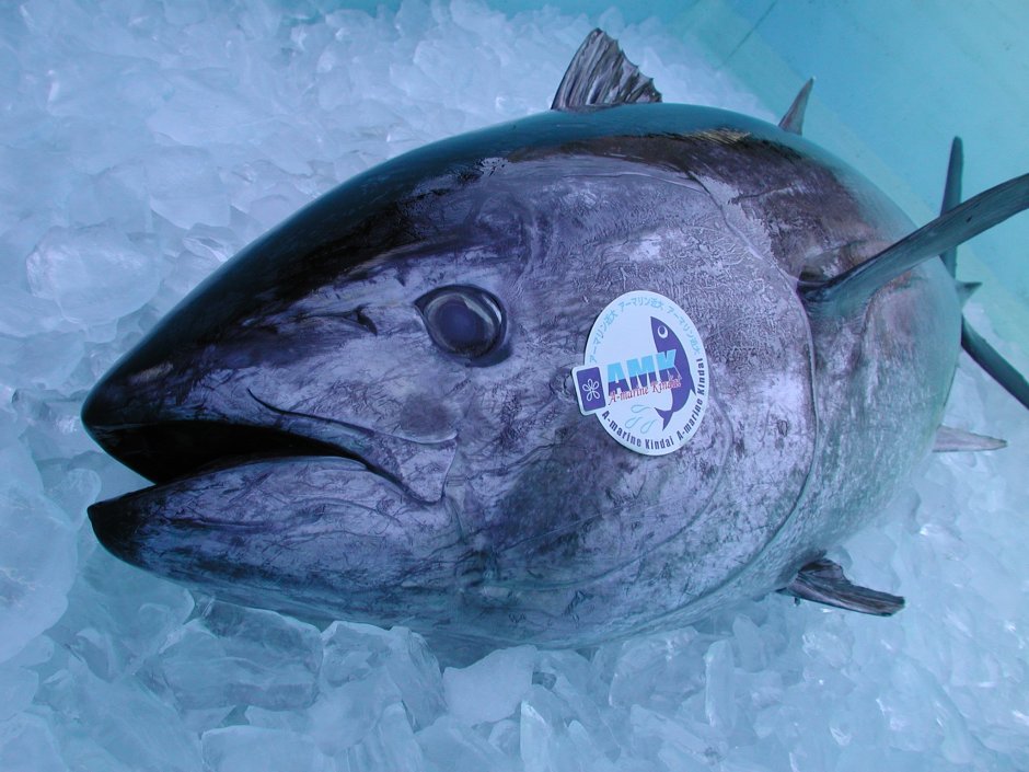 Bluefin Nikkei