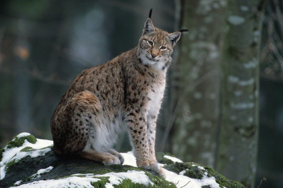 Обыкновенная Рысь Lynx Lynx