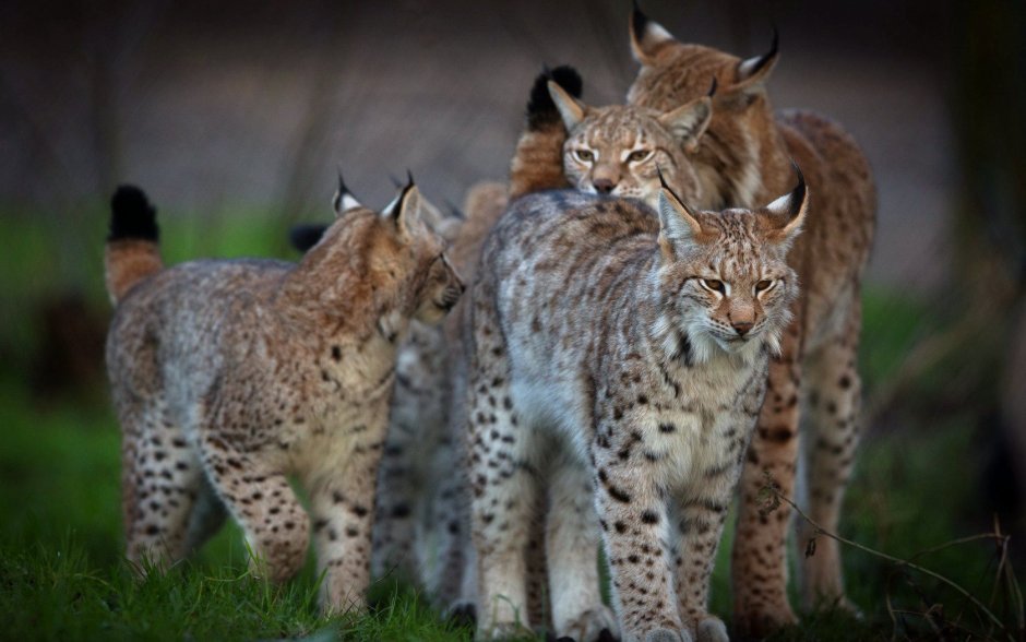 Обыкновенная Рысь Lynx Lynx