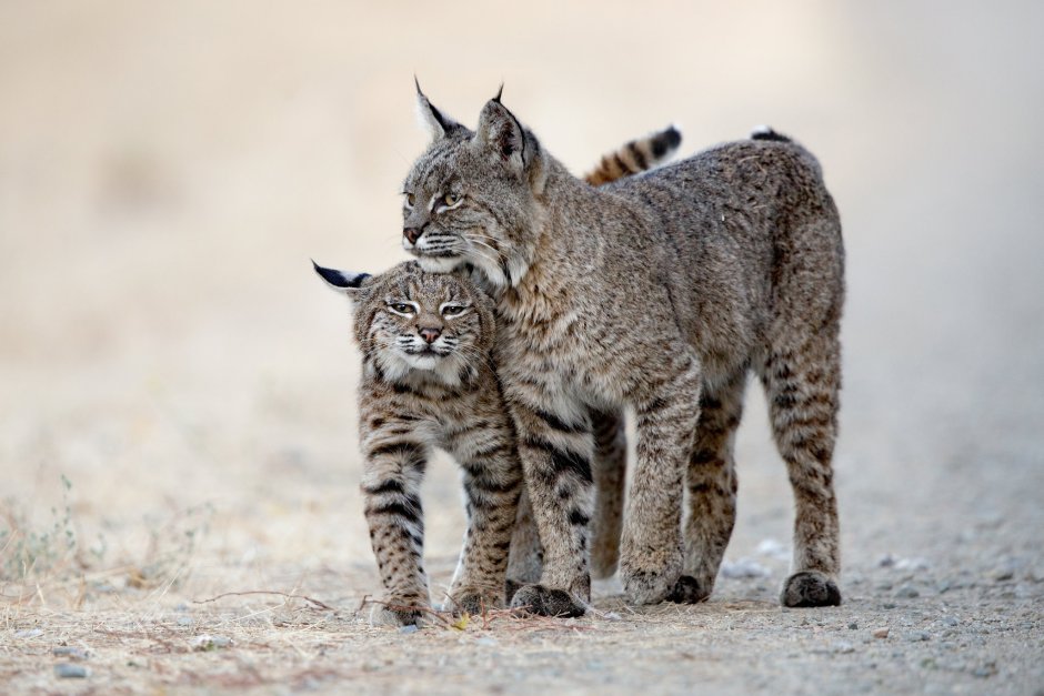 Рысь — Lynx Lynx