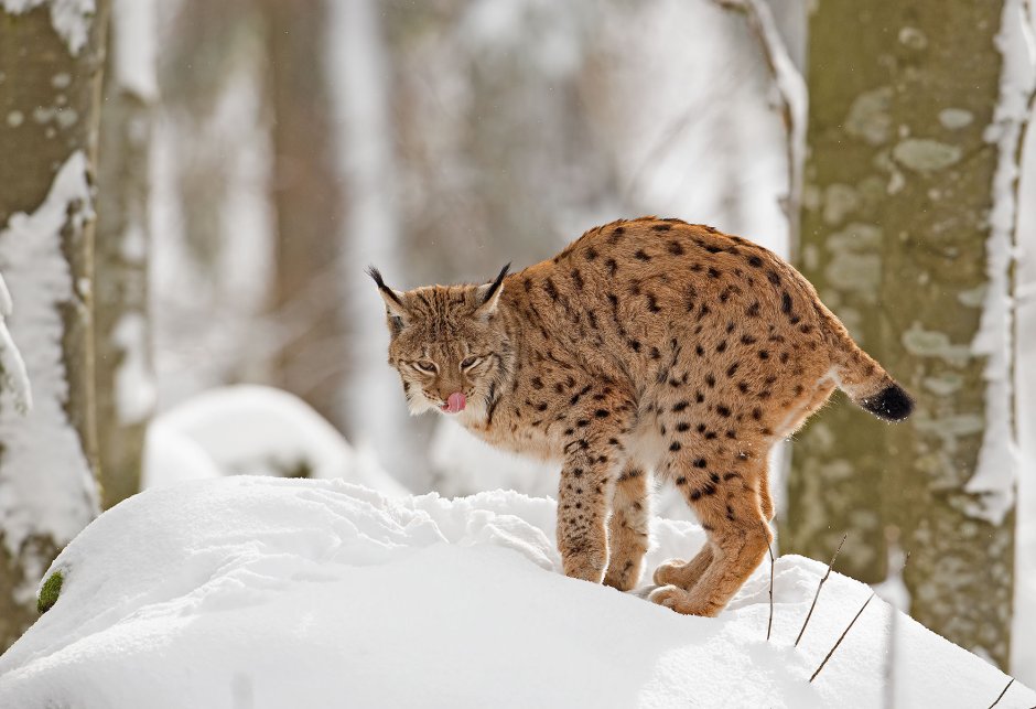 The Russian Lynx