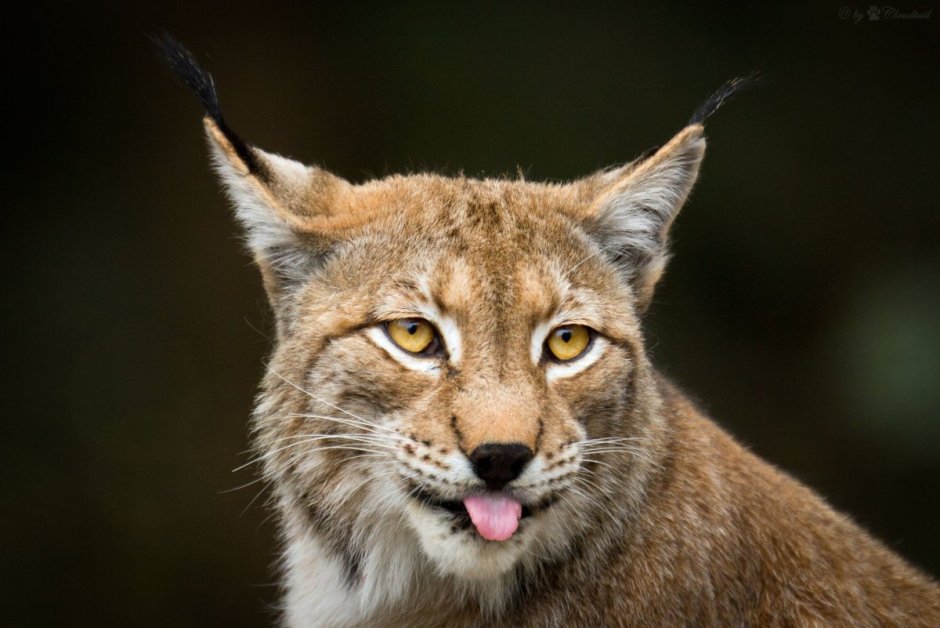 Рысь — Lynx Lynx
