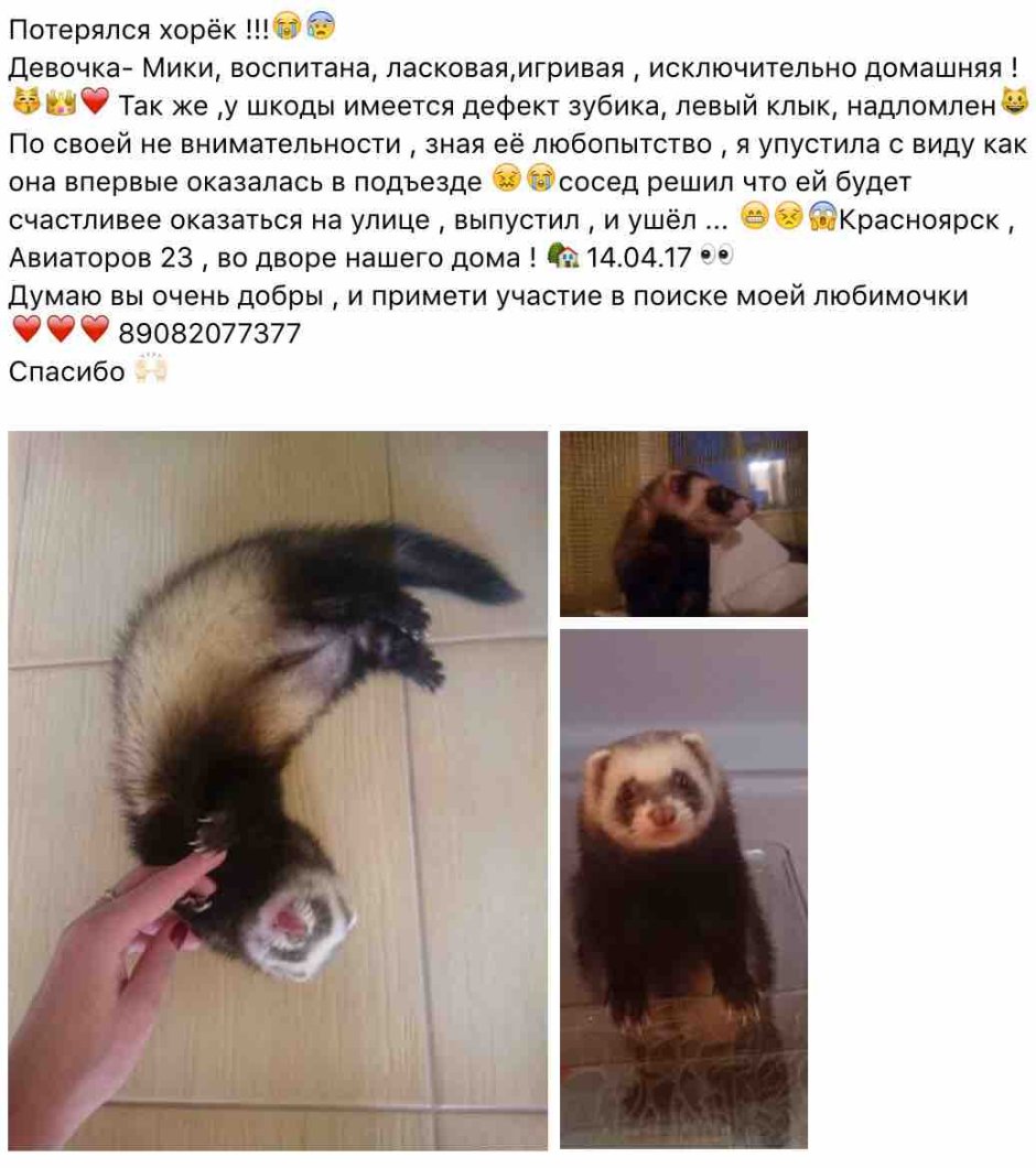 Смешные хорьки