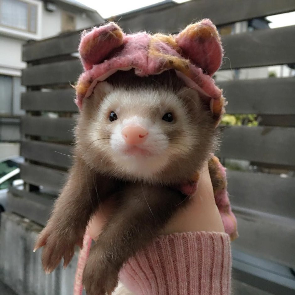 Самка хорька