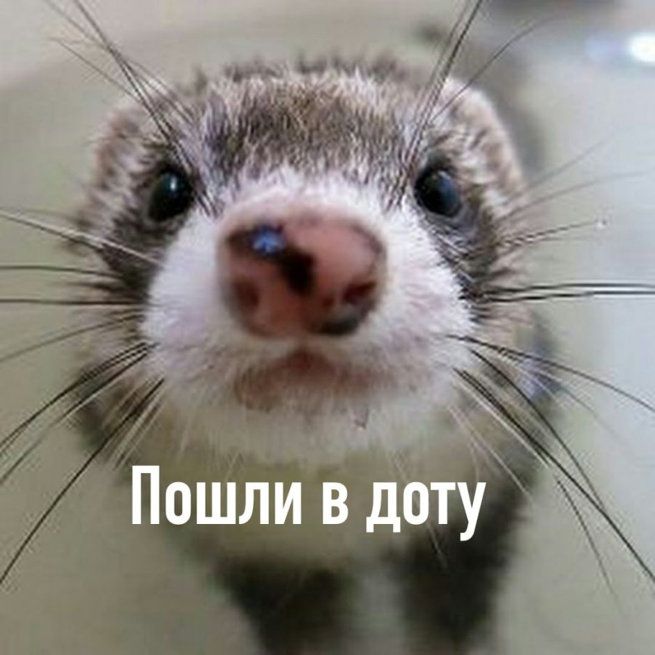 Милый хорек Эстетика