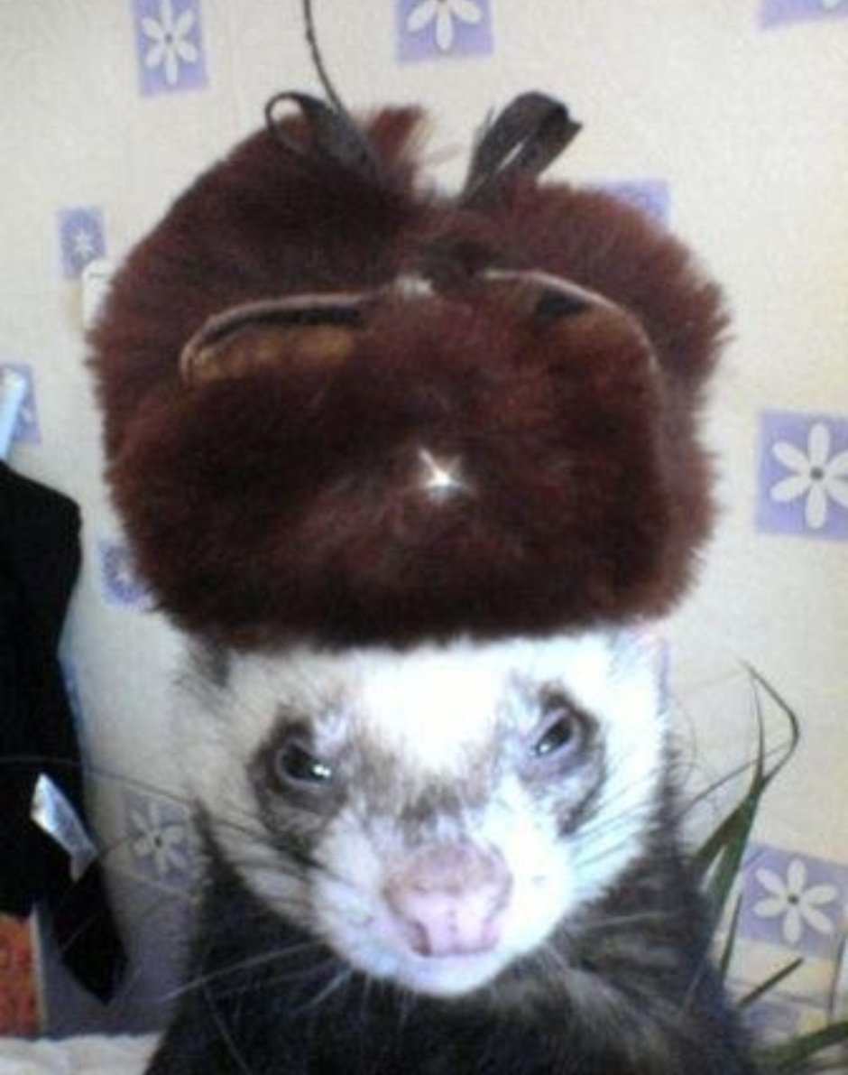 Хорек вор