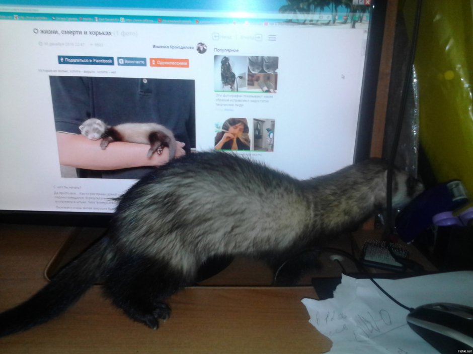 Хорек в костюме