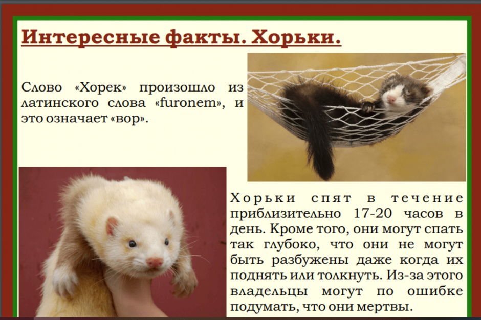 День хорька