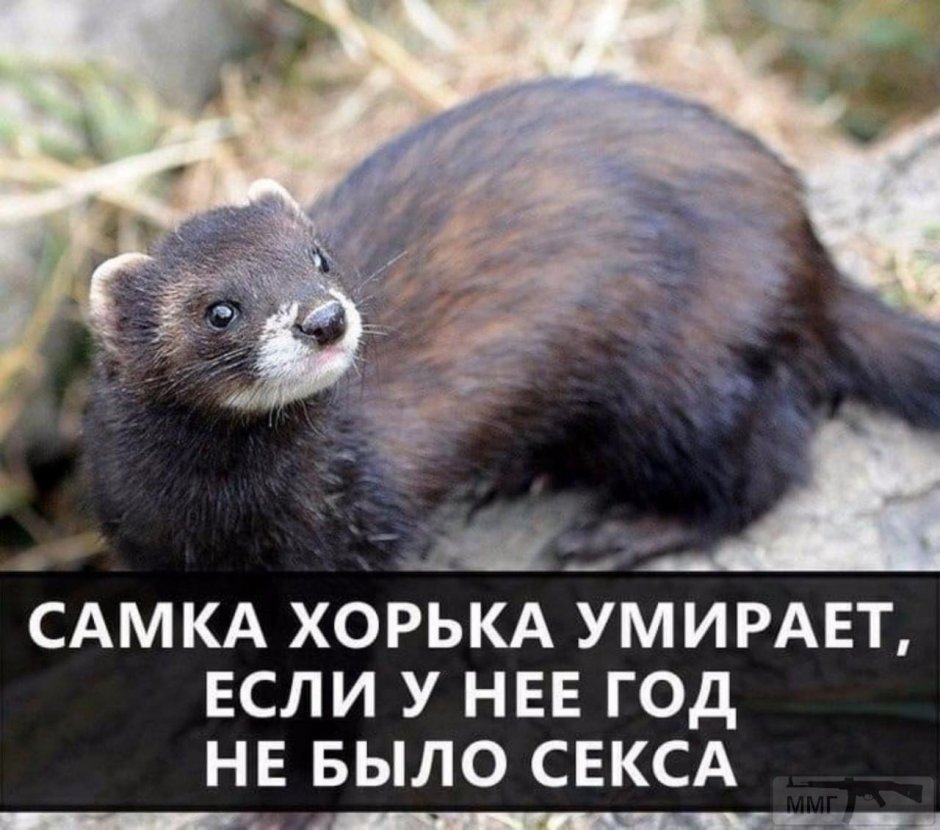 Хорёк за ПК