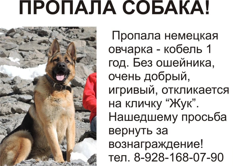Объявление о пропаже овчарки