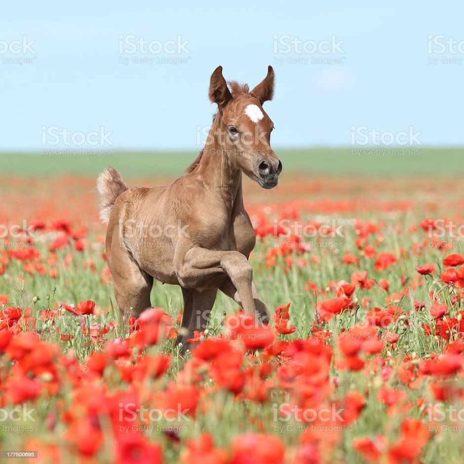 Жеребенок на лугу