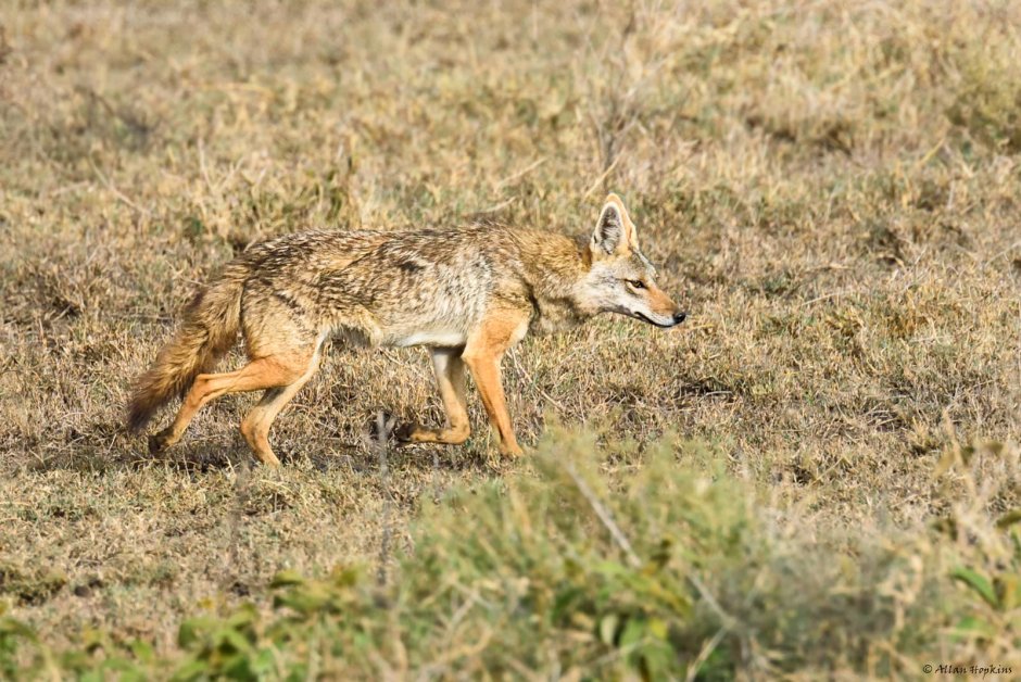Обыкновенный Шакал (canis aureus)