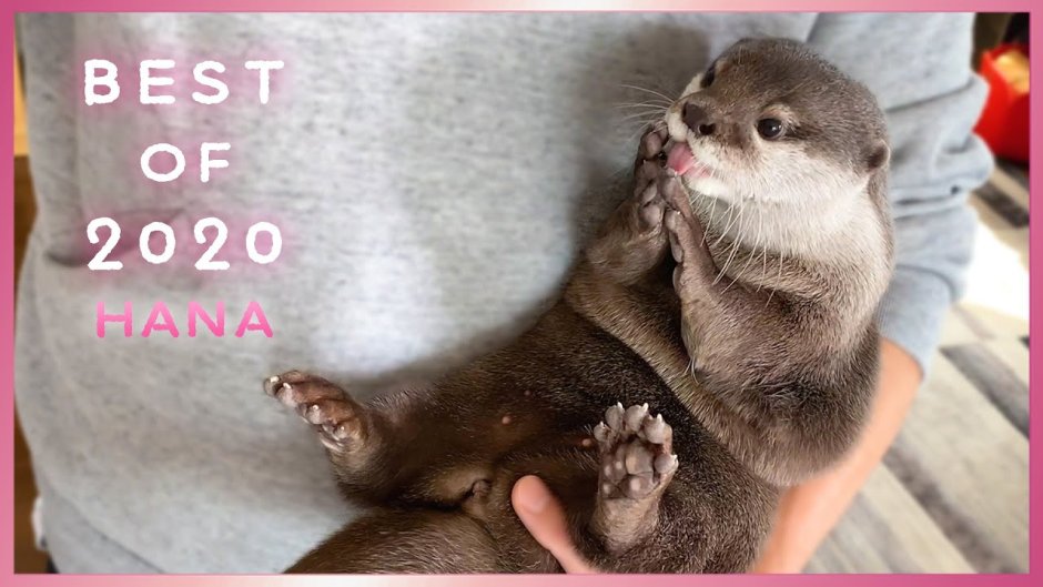 Выдра Котаро