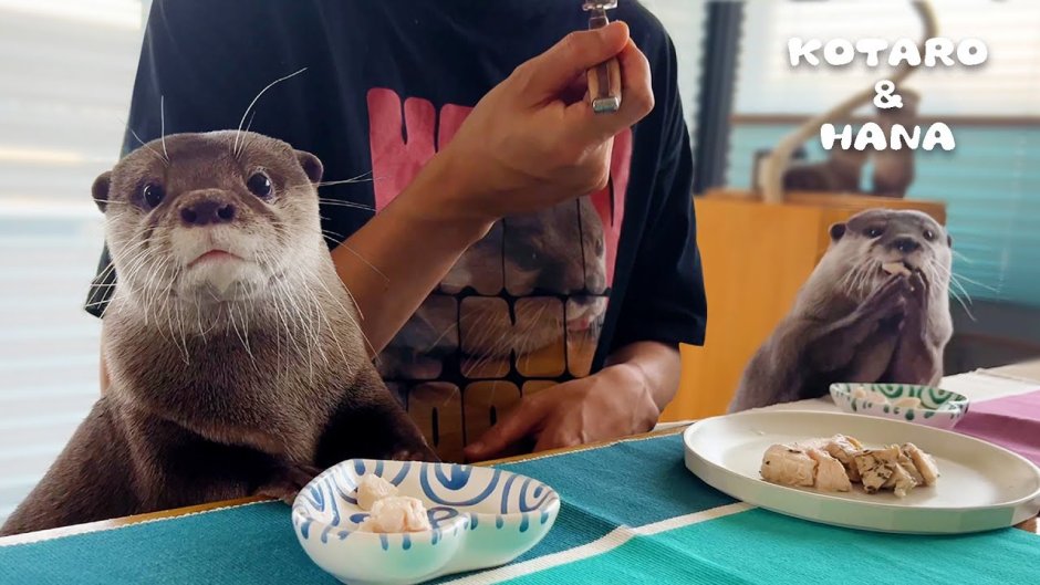 Котаро и хана домашние выдры
