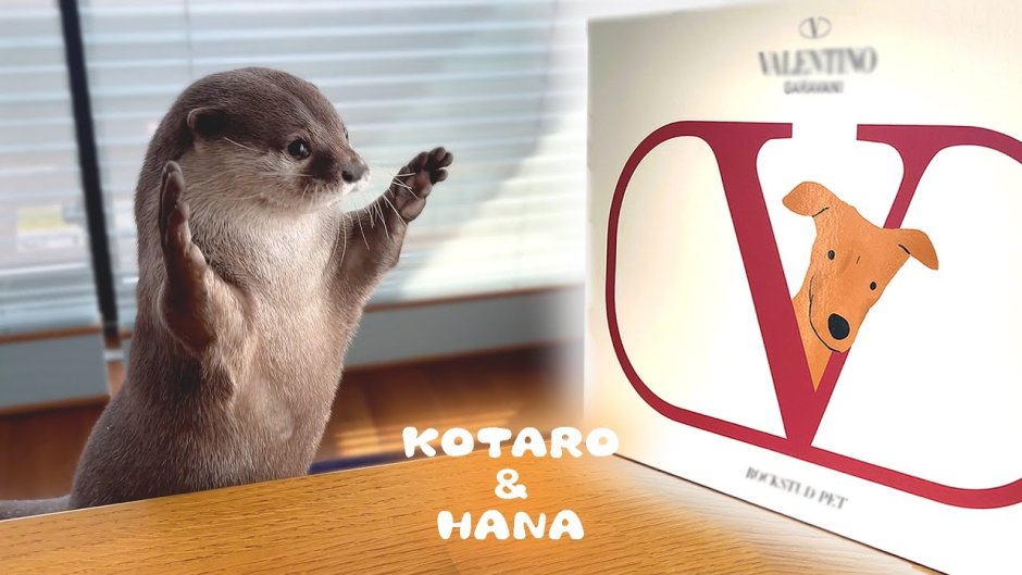 Выдра Котаро
