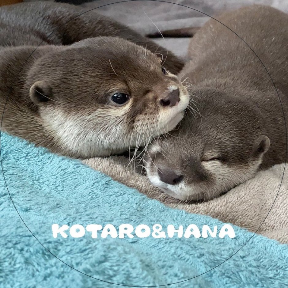 Выдра Otter