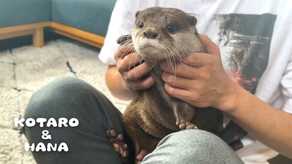 Королевская выдра