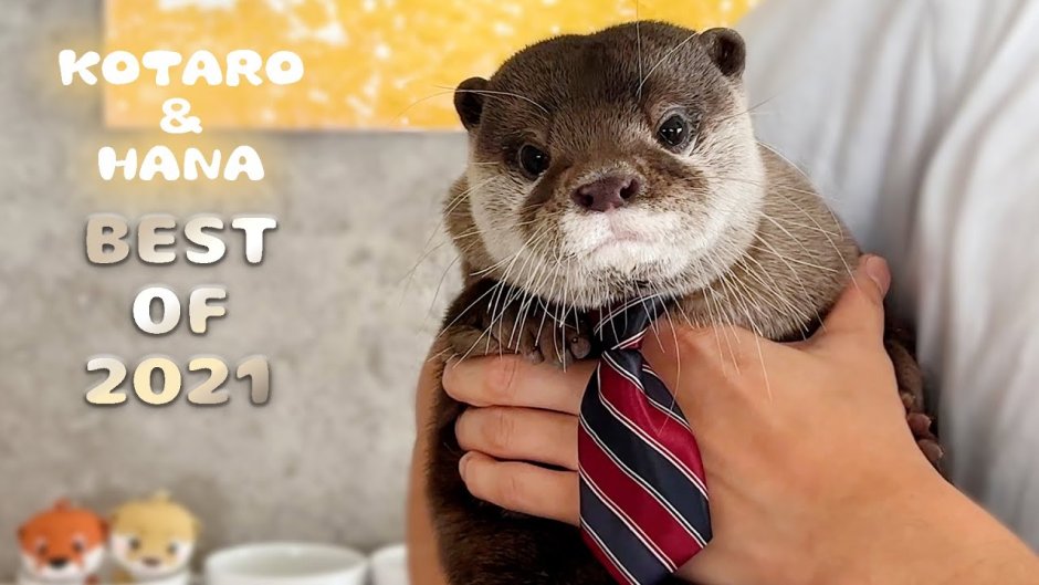 Kotaro Hana Otters