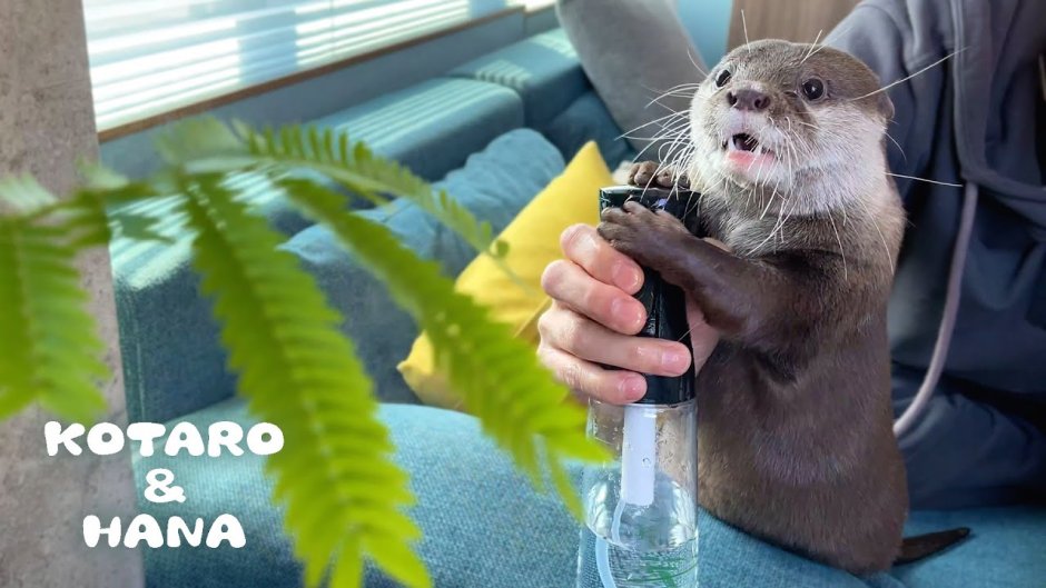 Otter Kotaro & Hana Calendar