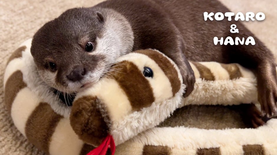 Otter Happy Birthday