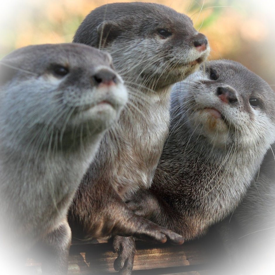 Otter домашняя