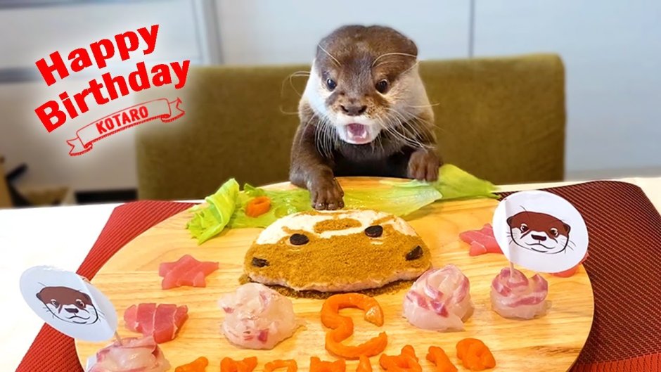 Кошачья выдра