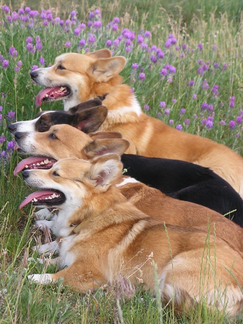 Корги овчарка